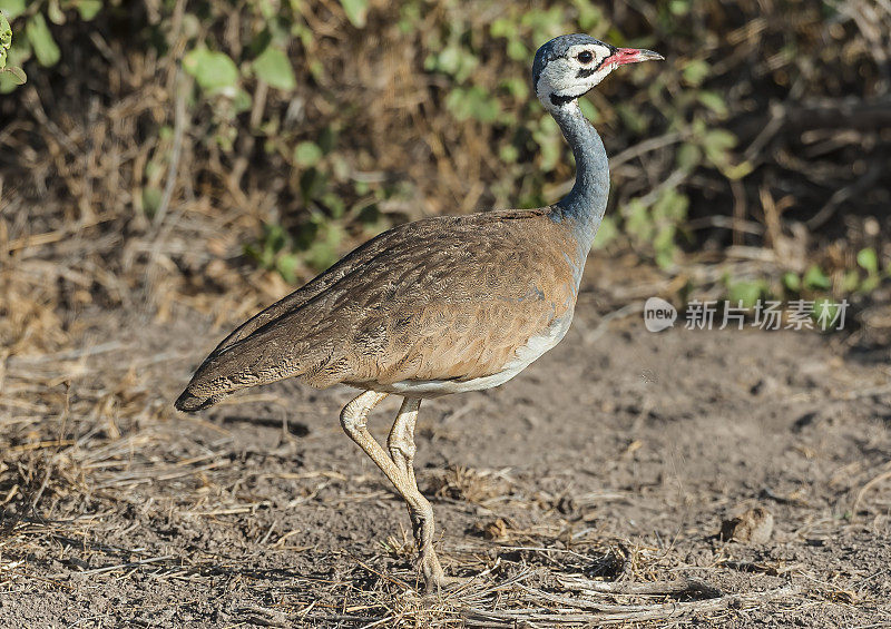 白腹鸨或白腹Korhaan (Eupodotis senegalensis)是一种非洲鸨。肯尼亚安博塞利国家公园。Otidiformes。男性。